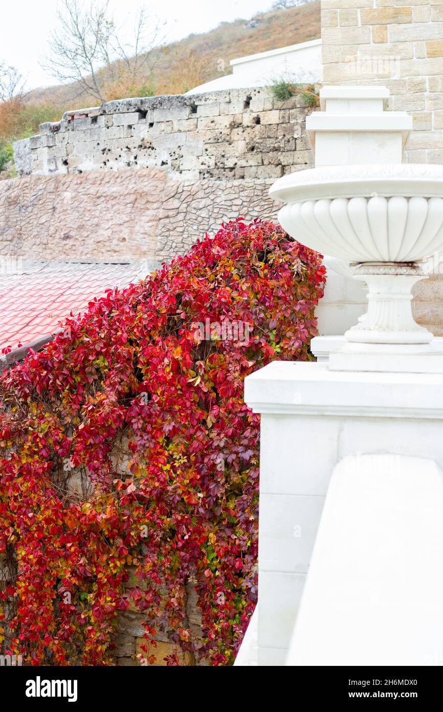 Zaun Wand geflochten mit gelockten Mädchen Trauben. Dekorative leuchtend rote Pflanze im Herbst. Stockfoto