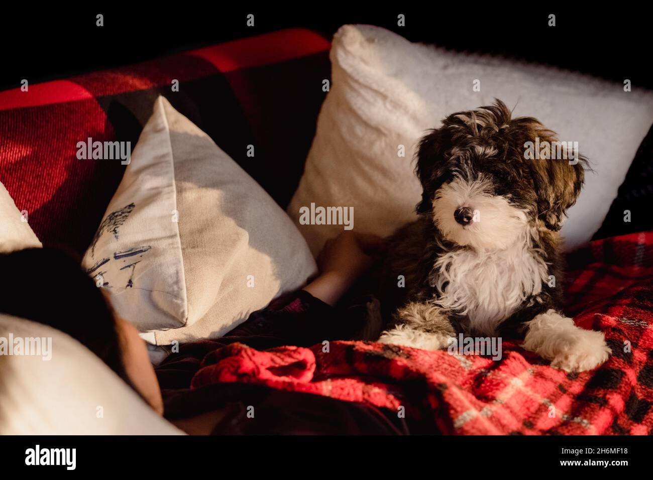 Auf einer bequemen roten karierten Decke und Couch blickt er auf seine Besitzerin, die Zweisamkeit repräsentiert Stockfoto