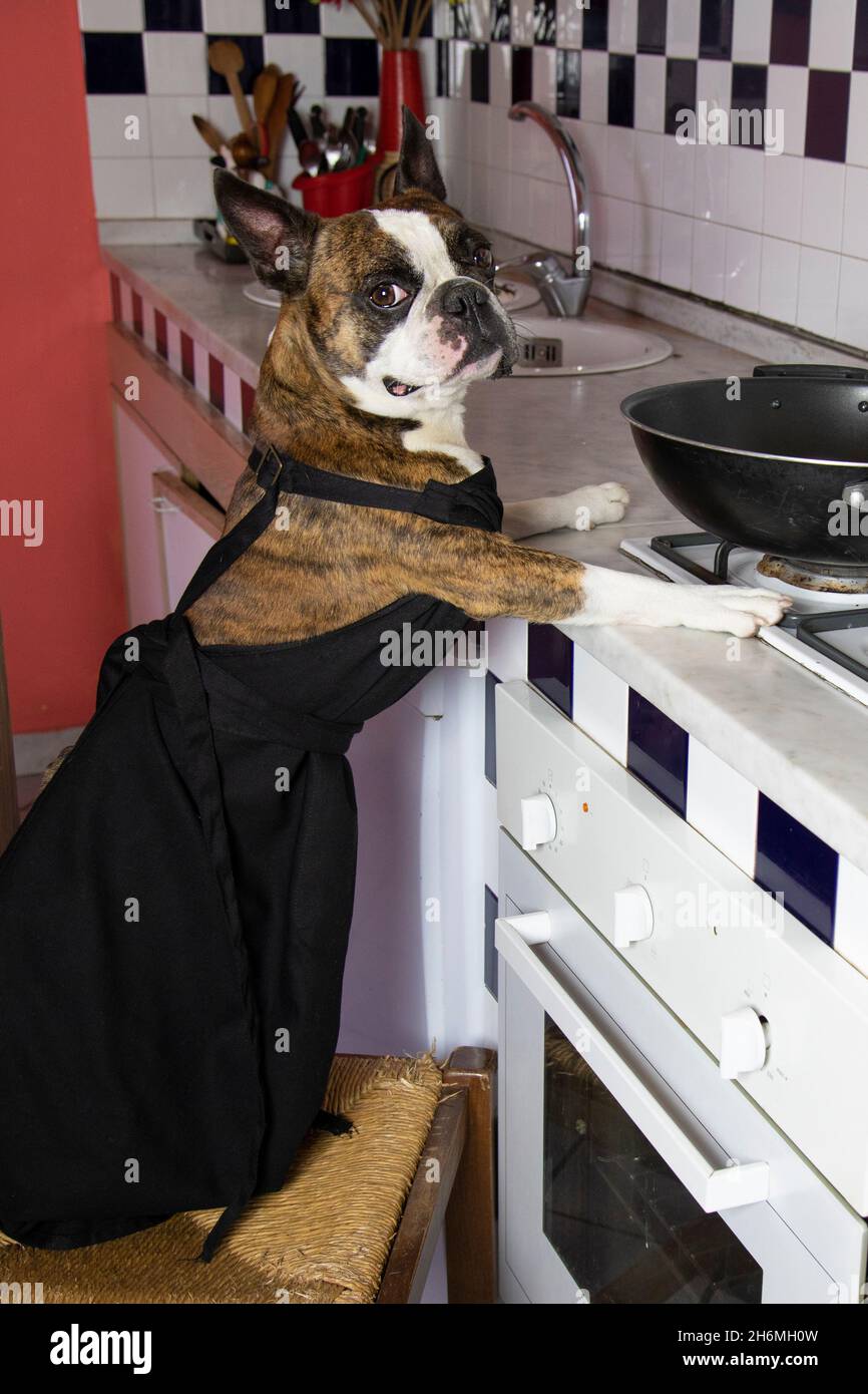 Humorvolle Fotografie , Hunde handeln wie Menschen . Boston Terrier in einer schwarzen Schürze Kochen Abendessen auf einem Gasherd Stockfoto