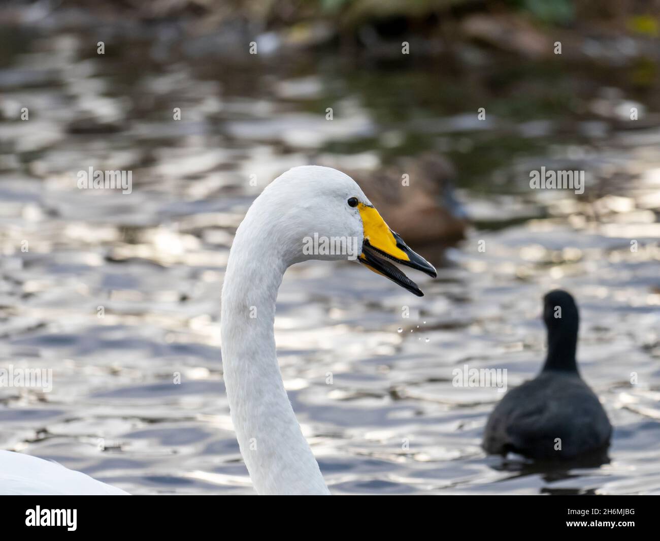 Whooper Swan bei Martin Mere, Lancashire, Großbritannien. Stockfoto