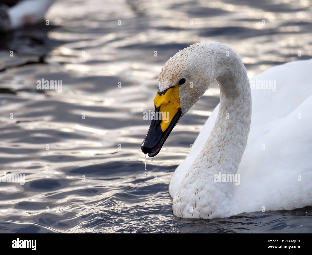 Whooper Swan bei Martin Mere, Lancashire, Großbritannien. Stockfoto