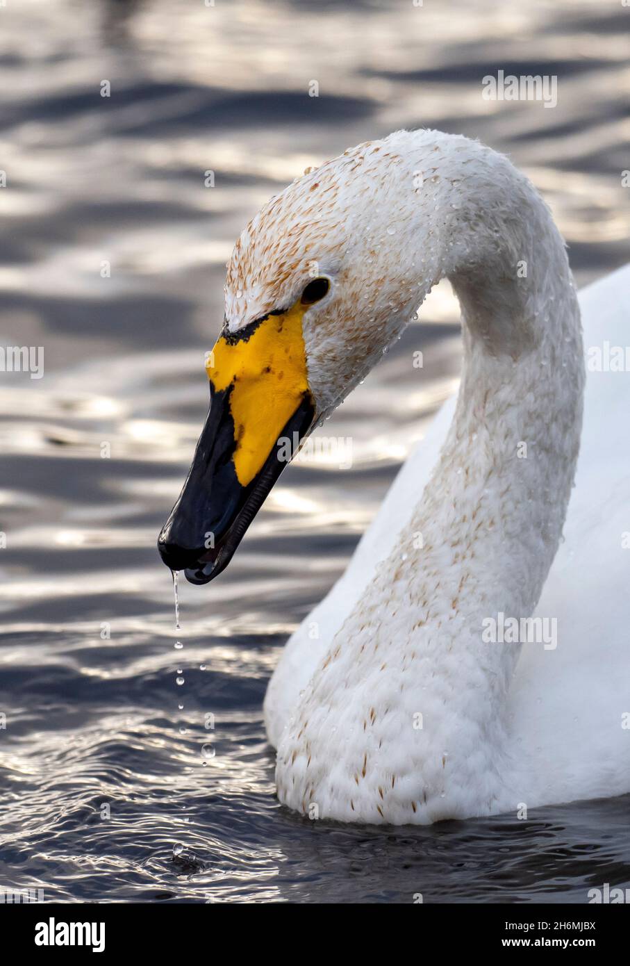 Whooper Swan bei Martin Mere, Lancashire, Großbritannien. Stockfoto