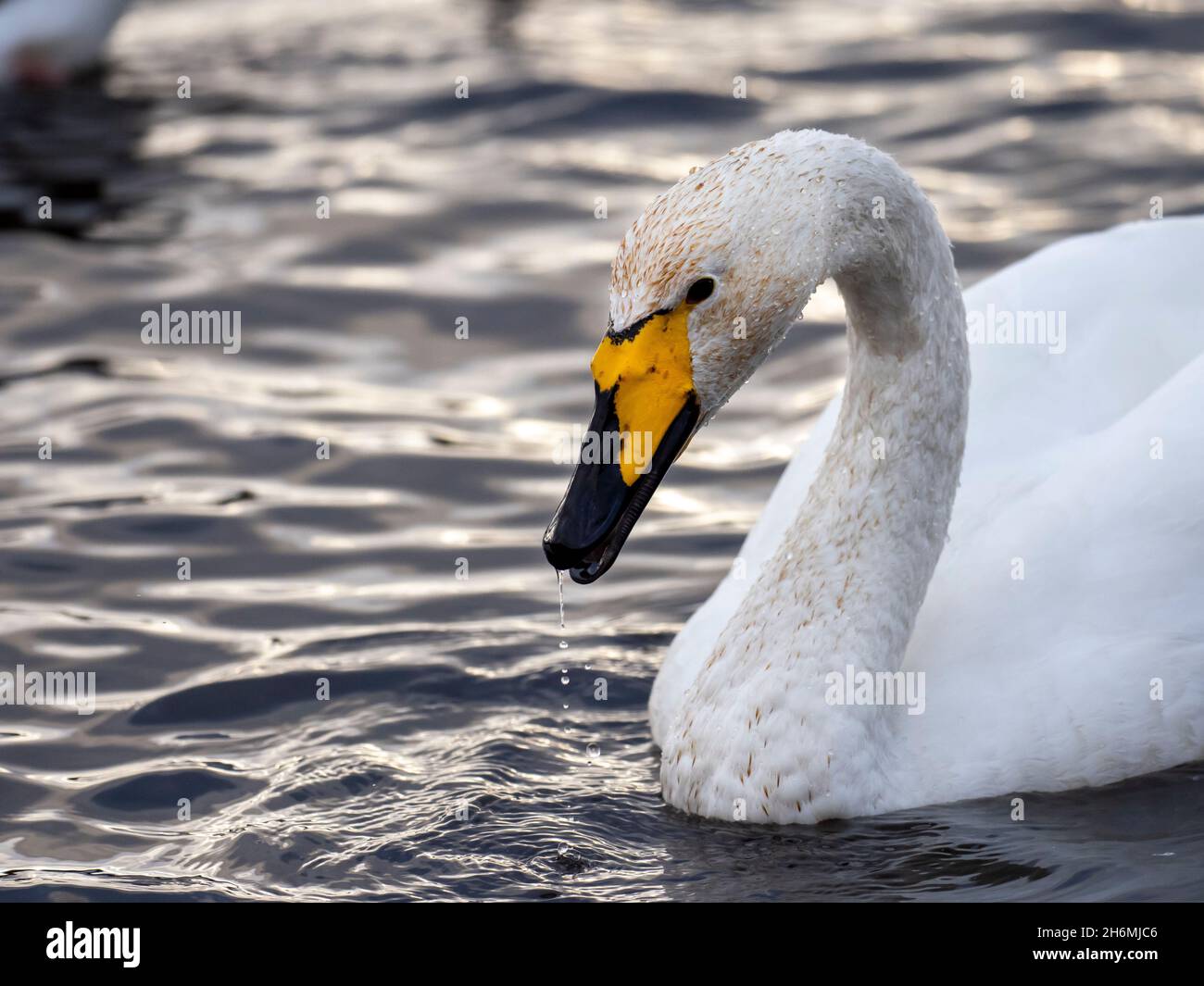 Whooper Swan bei Martin Mere, Lancashire, Großbritannien. Stockfoto