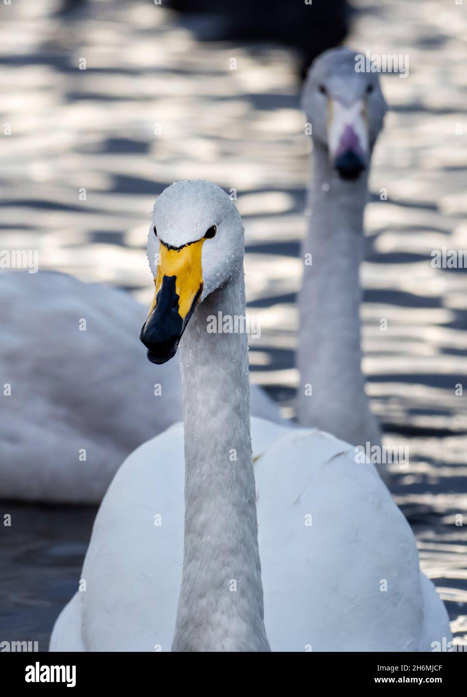 Whooper Swans bei Martin Mere, Lancashire, Großbritannien. Stockfoto