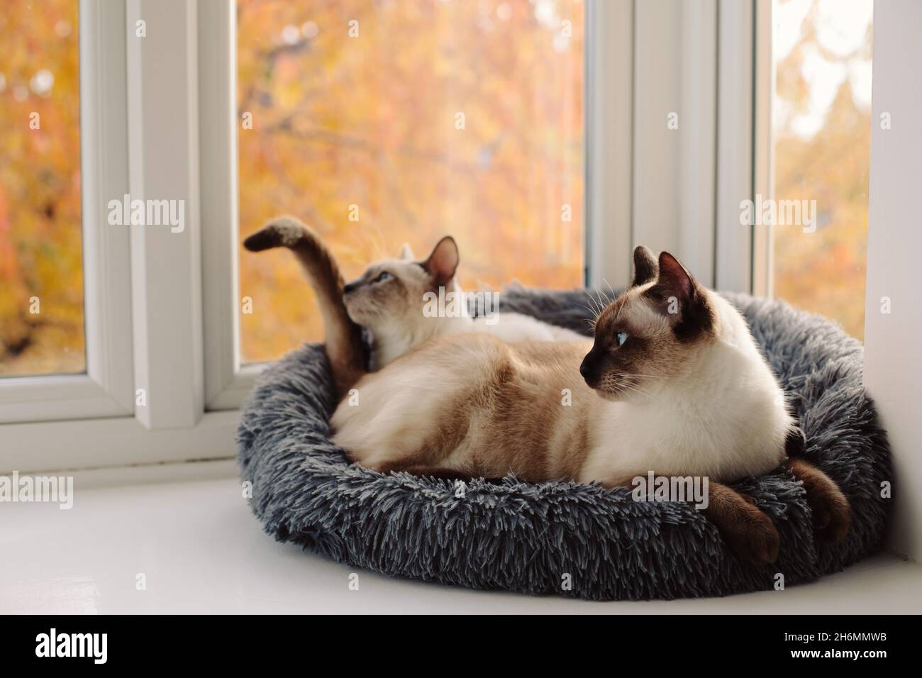 Zwei siamesische Katzen teilen sich ein gemütliches Bett in einer Fensterbank mit Herbstblättern im Hintergrund Stockfoto