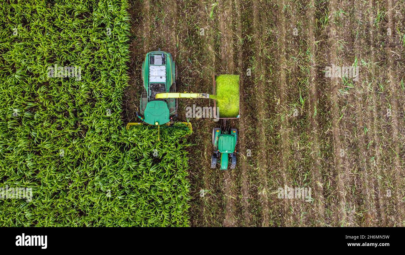 Luftdrohne Birdseye Perspektive eines Erntevollers während der Sommerernte in Südfrankreich. Stockfoto