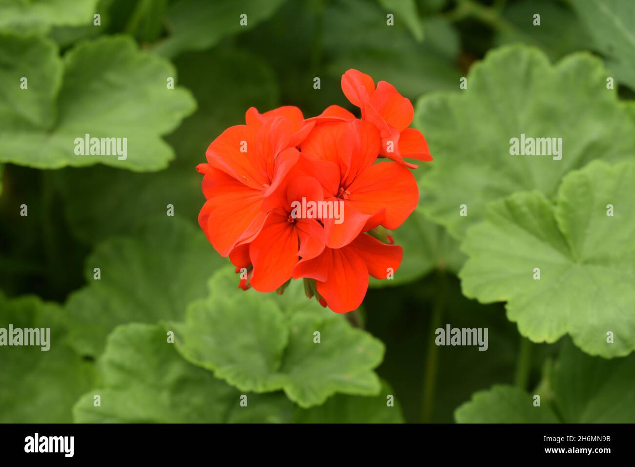 Nahaufnahme der leuchtend roten Kranichschnabel-Blumen Stockfoto