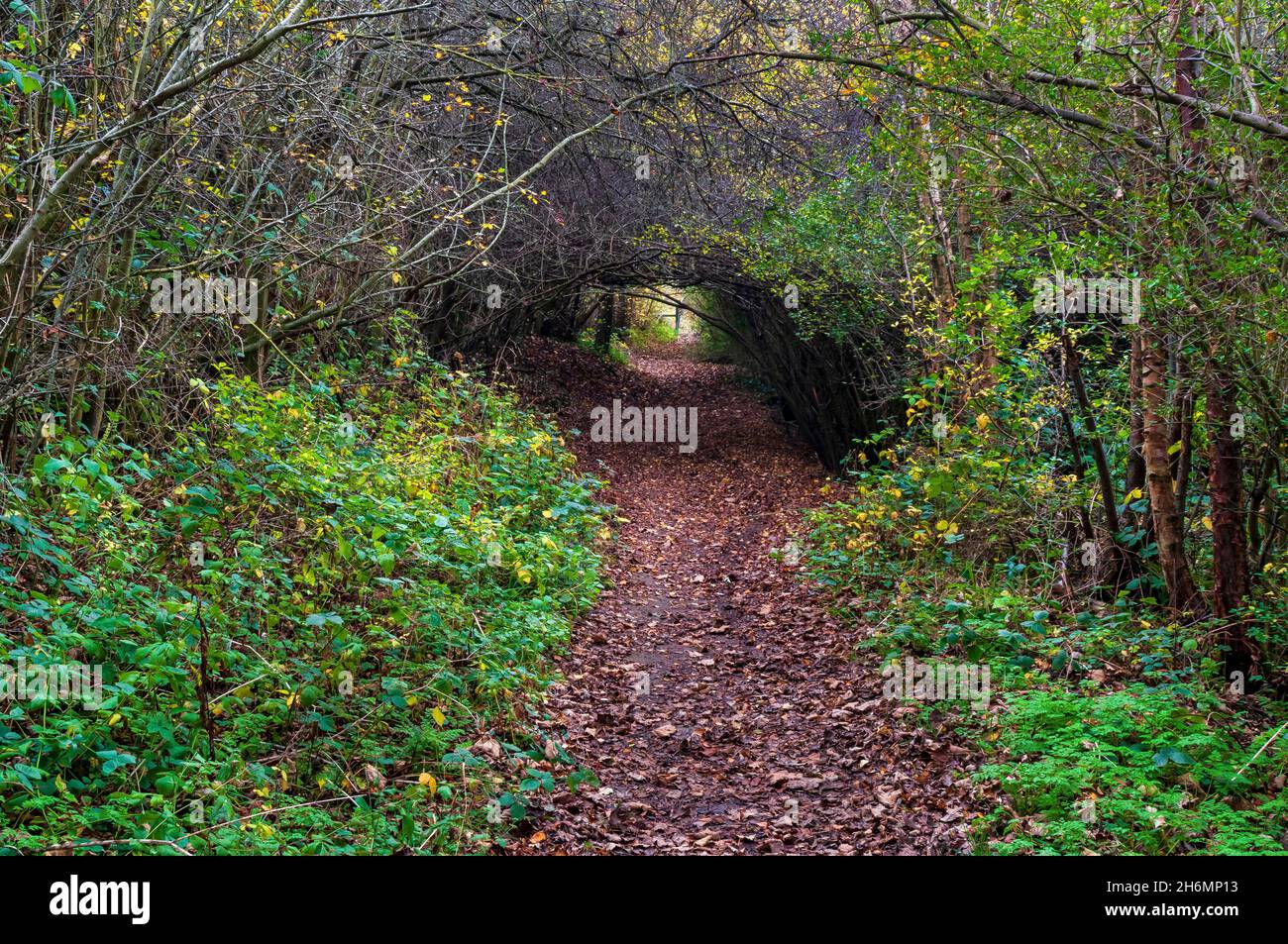 Gehweg bedeckt mit trainierten kleinen Bäumen, die einen Bogen oder Tunnel in Hang Bank Wood bilden, einem uralten Wald im Gleadless Valley, Sheffield. Stockfoto