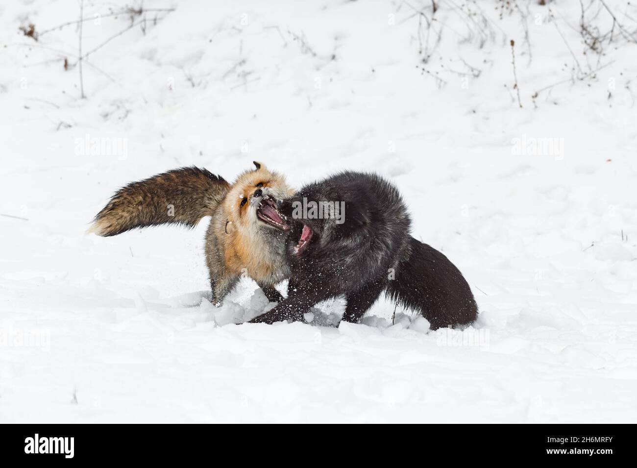 Rotfuchs und Silber (Vulpes vulpes) Konflikt in Snow Teeth Bared Winter - Gefangene Tiere Stockfoto