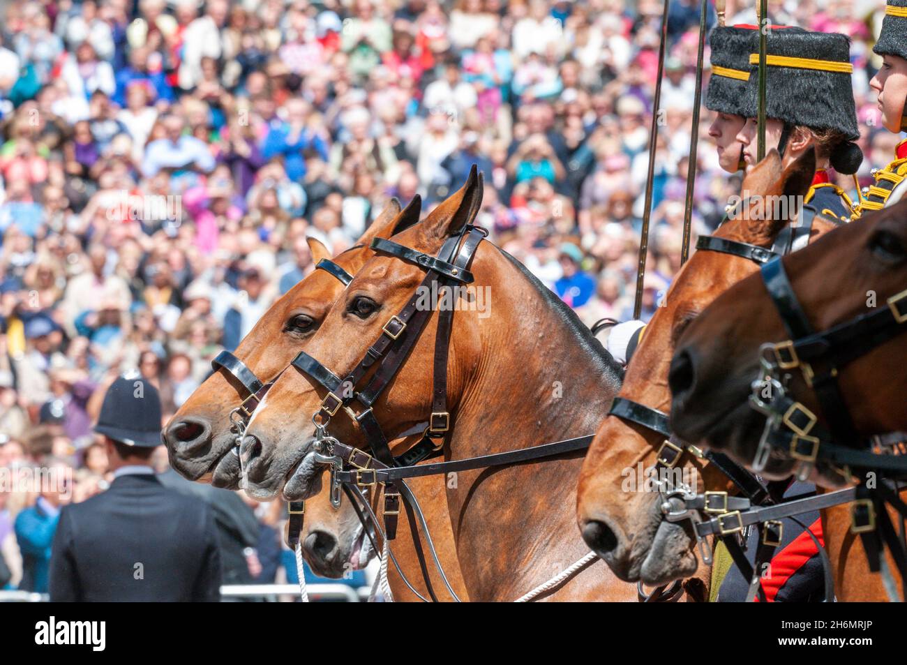 Weibliche Reiter der Königstruppe der Royal Horse Artillery während des Trooping the Color 2013 in der Mall, London, Großbritannien, mit Massen von Menschen Stockfoto