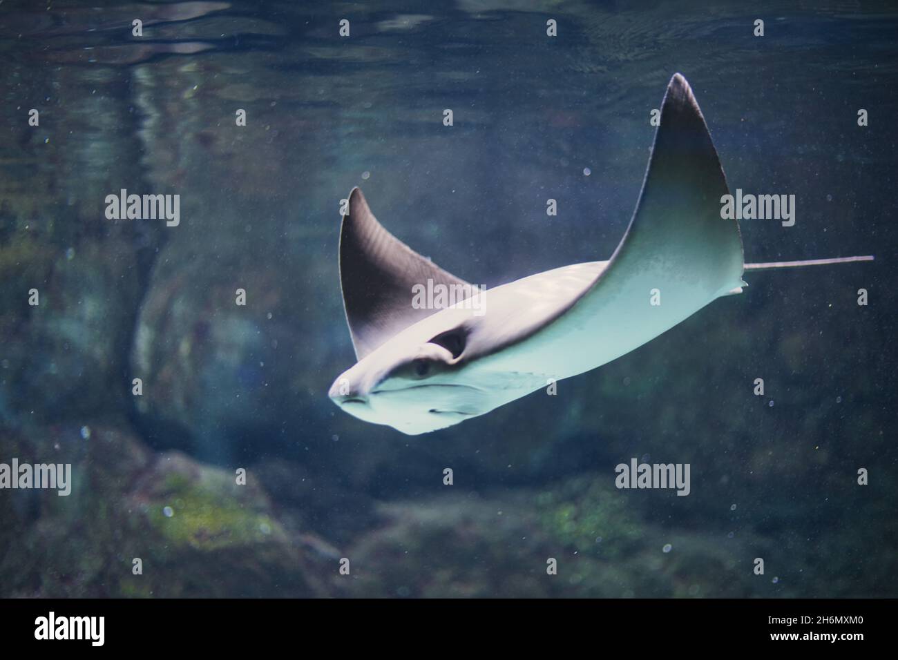 Nahaufnahme eines Bullenstrahls in einem Aquarium in Omaha, Nebraska Stockfoto