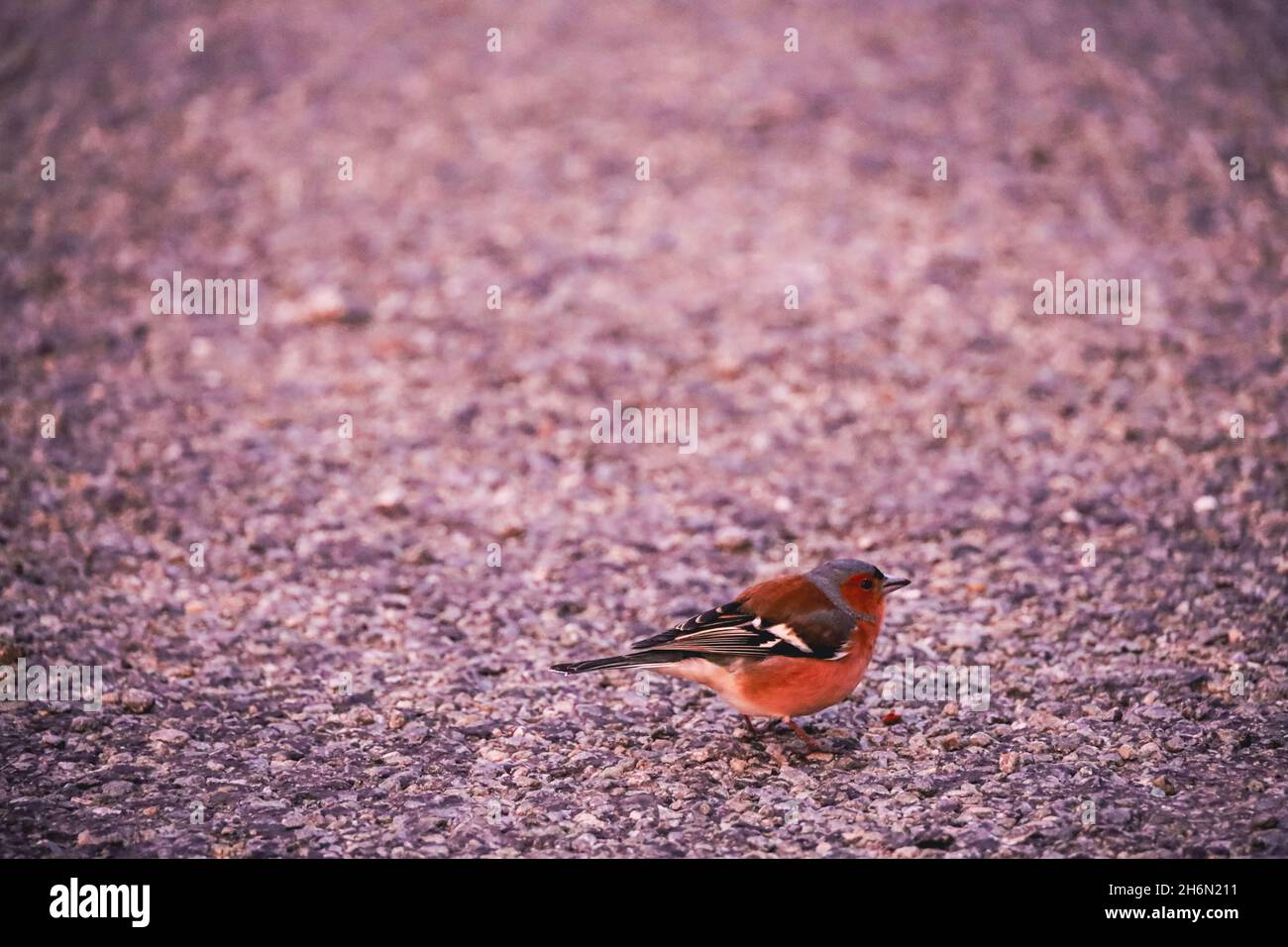 Buchfink-Vogel Stockfoto