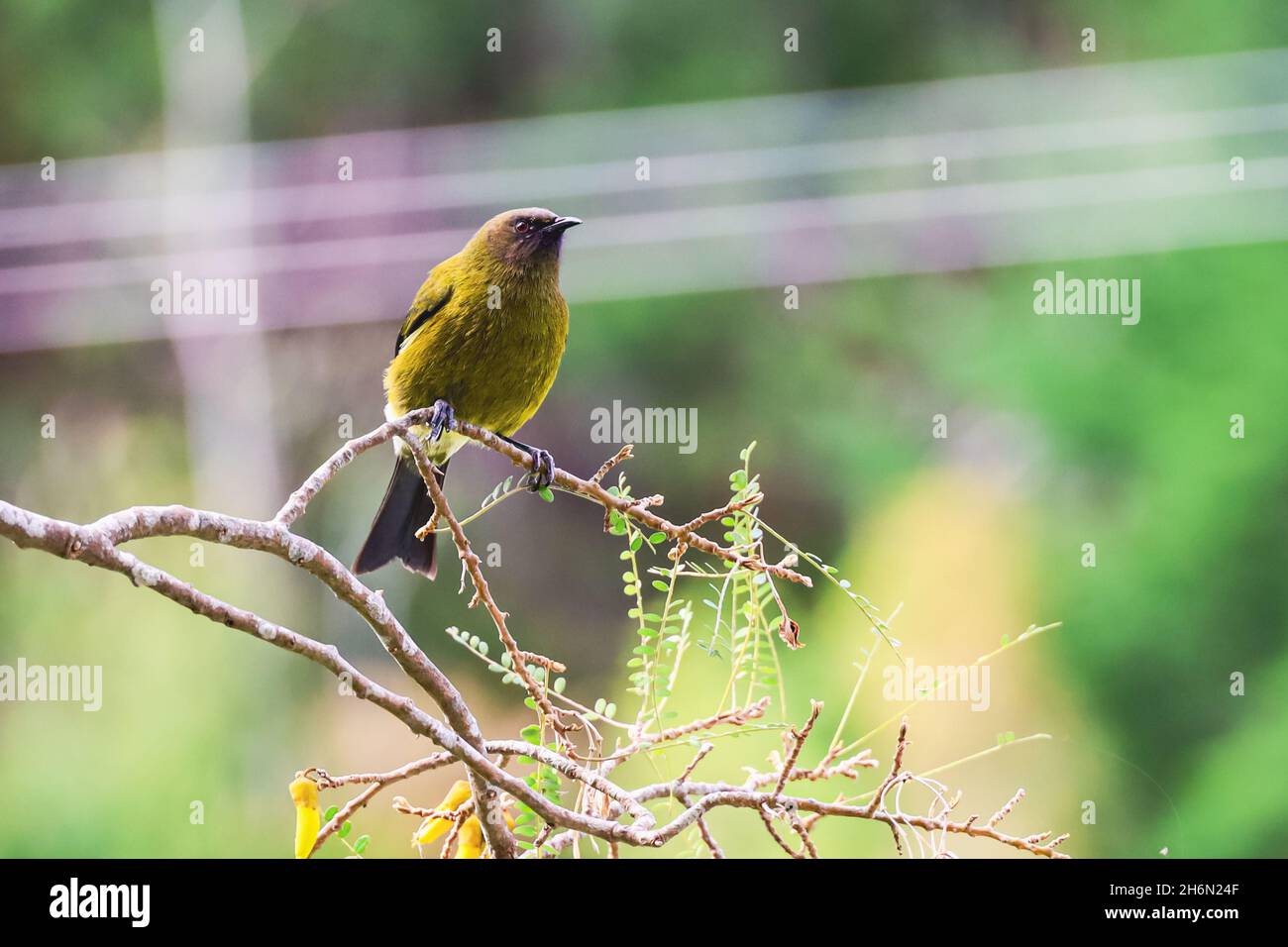 Glockenvögel im Baum Stockfoto