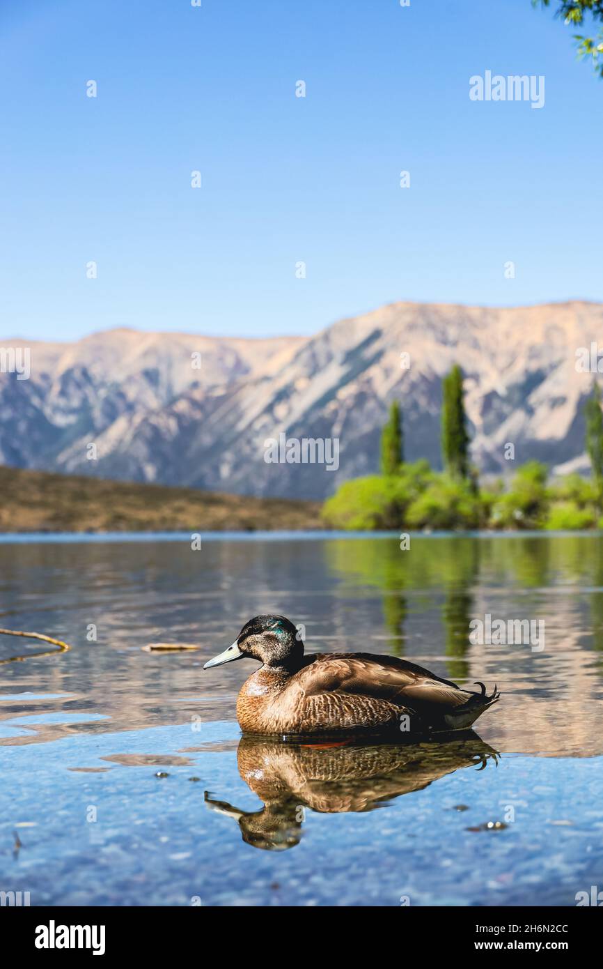 Ente in einem Bergsee Stockfoto