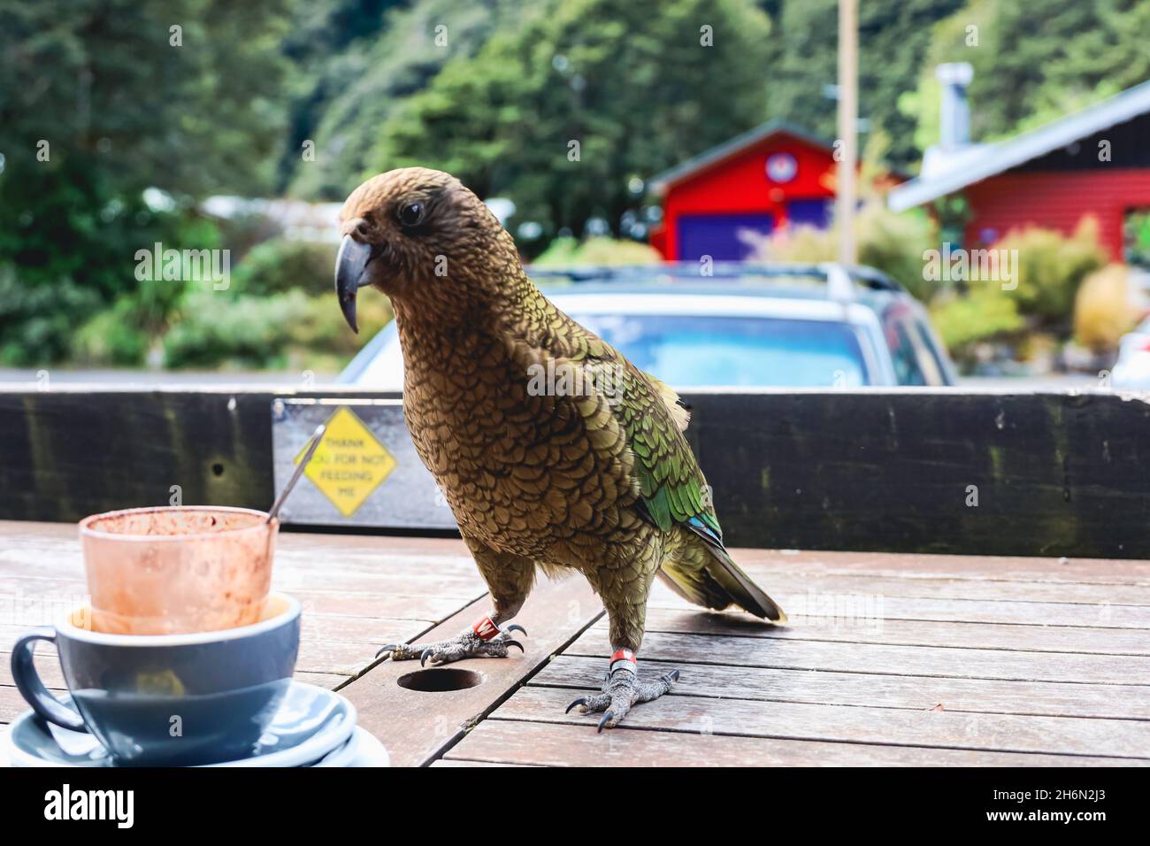 Kea Bird im Café Stockfoto