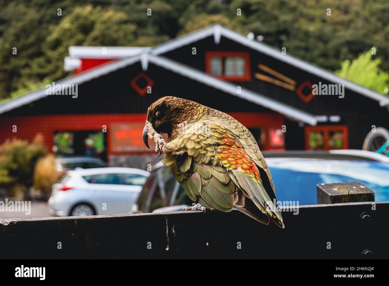 Kea Parrot Bird Kratzen Stockfoto