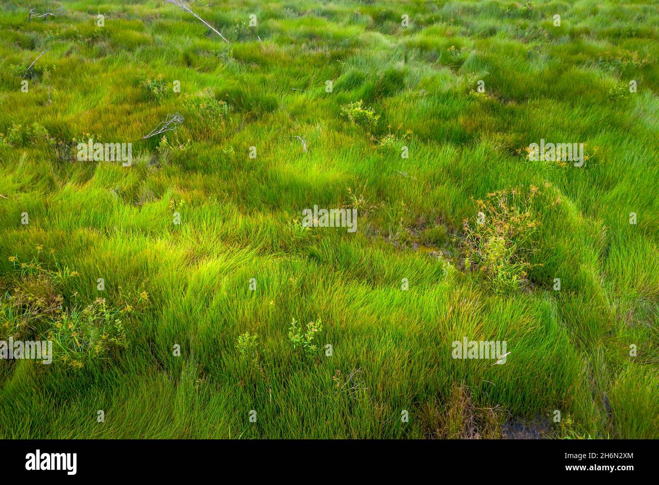 Das grüne Gras auf dem Feld beugt sich vor dem Wind. Das Konzept der Umweltsicherheit. Stockfoto