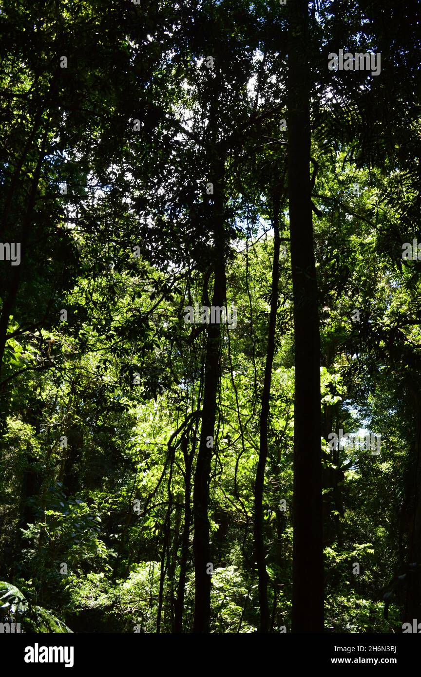 Blick auf den subtropischen Regenwald im Dorrigo National Park, NSW Stockfoto