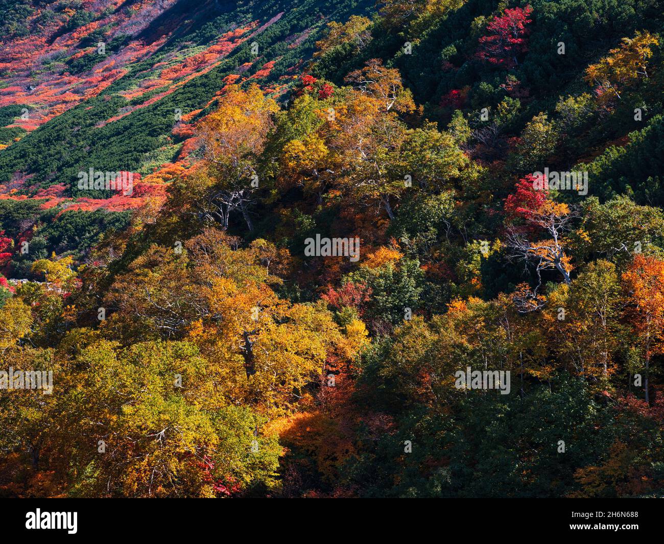 Herbstlaub, Tokachidake Onsen, Hokkaido, Japan Stockfoto