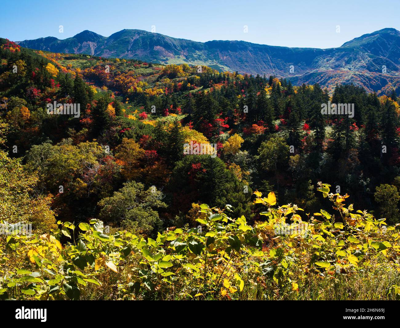 Herbstlaub, Tokachidake Onsen, Hokkaido, Japan Stockfoto