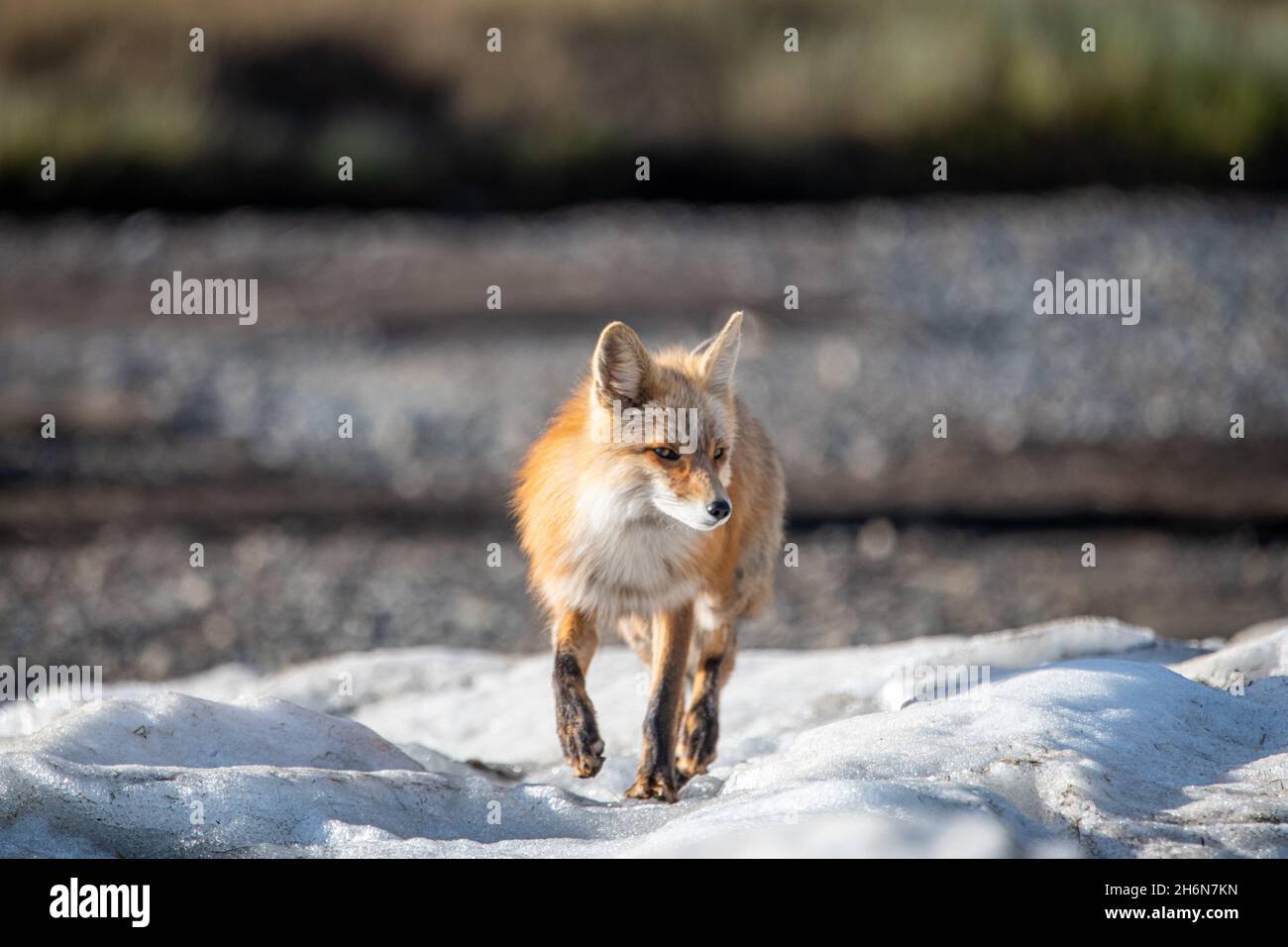 Atemberaubender, gesunder Rotfuchs, der in Kanada gesehen wird, während er auf einem eisigen Fleck Land entlang geht. Stockfoto