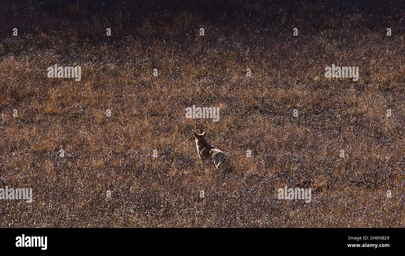 Getarnte Kojoten (Canis latrans) auf der Jagd zwischen braunen Büschen im Kananaskis Country, Alberta, Kanada, in den Rocky Mountains im Herbst. Stockfoto