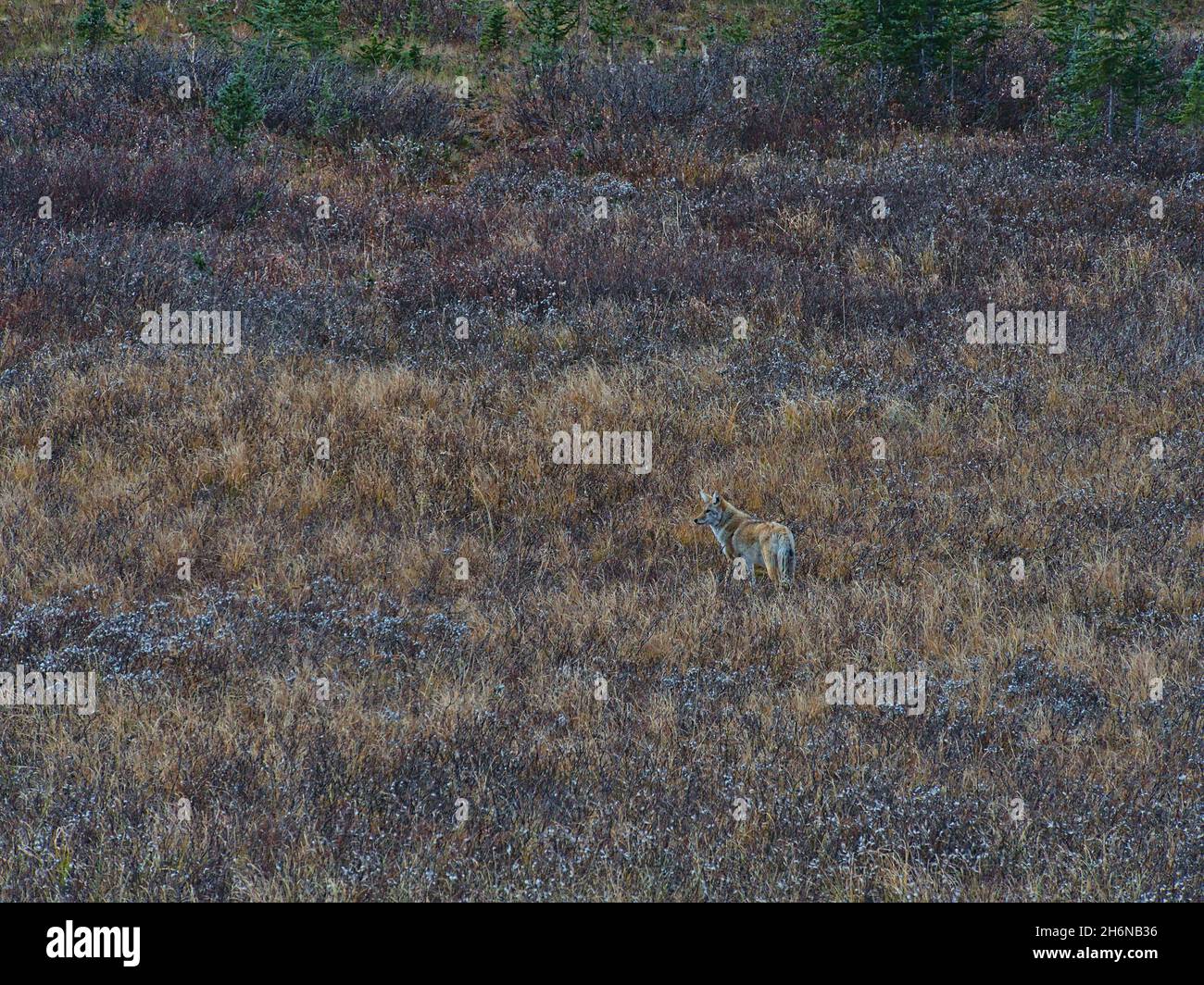 Blick auf einzelne Kojoten (Canis latrans), die in braun-grauem Buschland in den Rocky Mountains im Kananaskis Country, Kanada, herumlaufen. Stockfoto