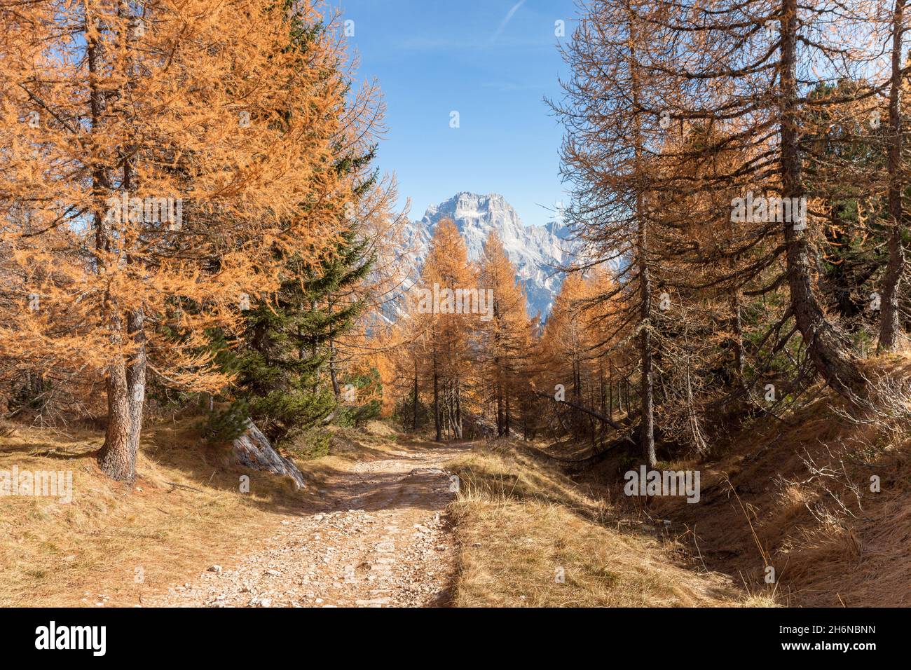 Wanderweg in den Wald lange ein an einem bewölkten herbstlichen Tag. Stockfoto