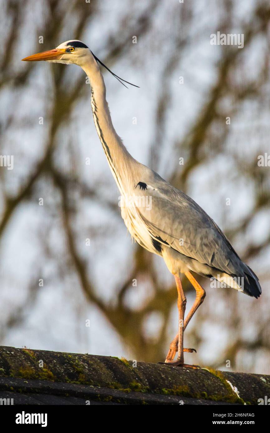 Graureiher Stockfoto