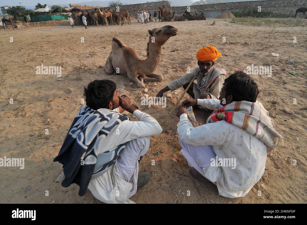 Nicht exklusiv: PUSHKAR, INDIEN - 13. NOVEMBER 2021: Kamelhändler während des jährlichen Pushkar Camel Festivals, einer mehrtägigen Viehmarkt und Kulturfest Stockfoto
