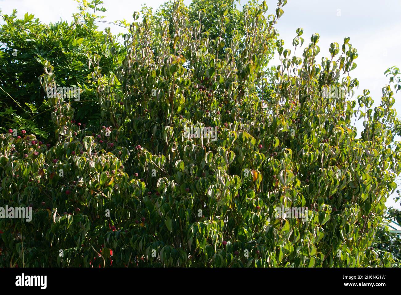 dogwood oder Kousa tragen Früchte in einem gepflegten Garten in deutschland Stockfoto