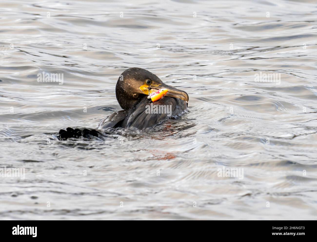 Ein großer Kormoran am Lake Windermere in Ambleside, Lake District, Großbritannien, der Angelhaken hat, die in seinem Schnabel und Flügel von einem gedankenlosen Fischer stecken Stockfoto