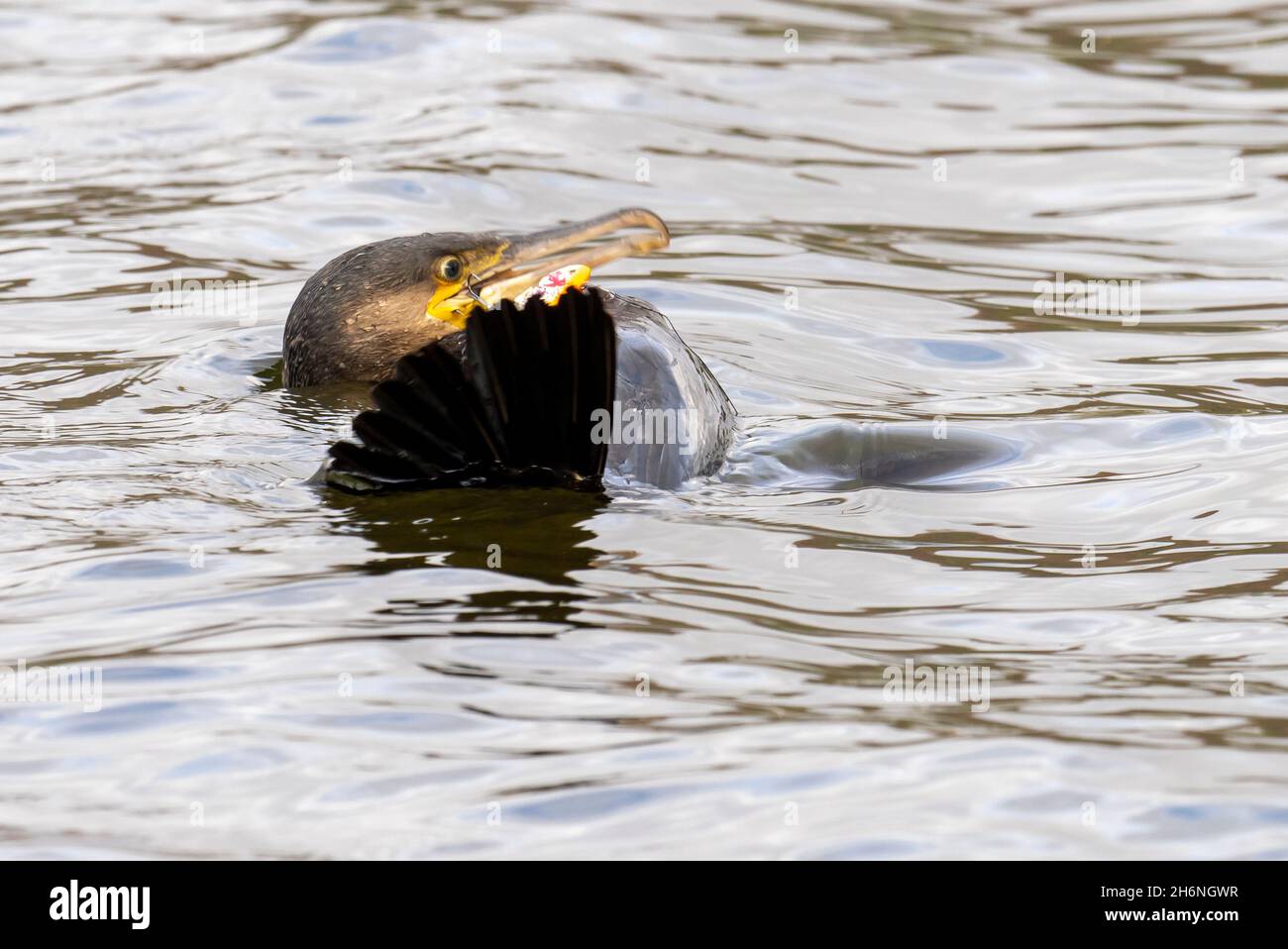 Ein großer Kormoran am Lake Windermere in Ambleside, Lake District, Großbritannien, der Angelhaken hat, die in seinem Schnabel und Flügel von einem gedankenlosen Fischer stecken Stockfoto