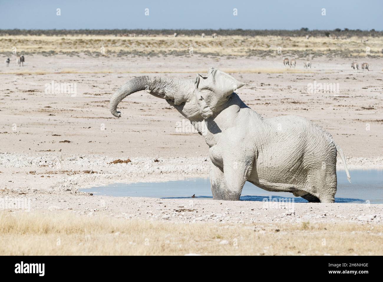 Schlammbad des afrikanischen Elefantenbullen (Loxodonat africana). Etosha Nationalpark, Namibia Stockfoto