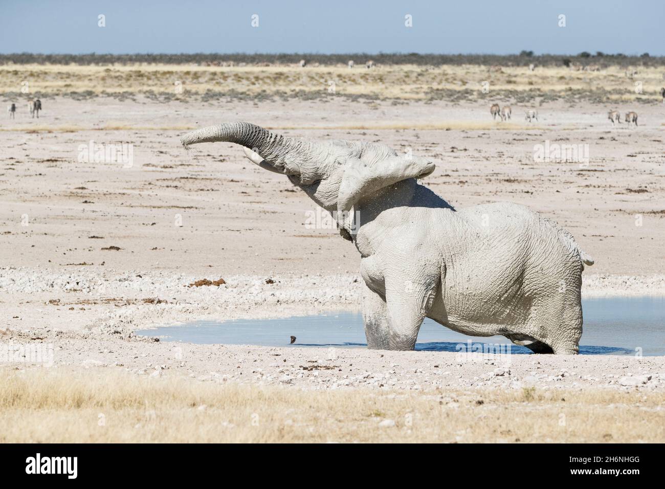 Der afrikanische Elefantenbulle (Loxodonta africana) nimmt ein Schlammbad in der Wasserstelle. Etosha Nationalpark, Namibia Stockfoto