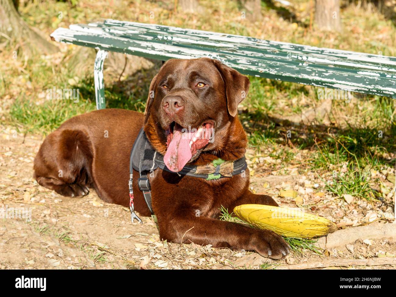 Chocolate Labrador Retriever Hund liegt mit gelber Frisbee auf dem Rasen. Stockfoto