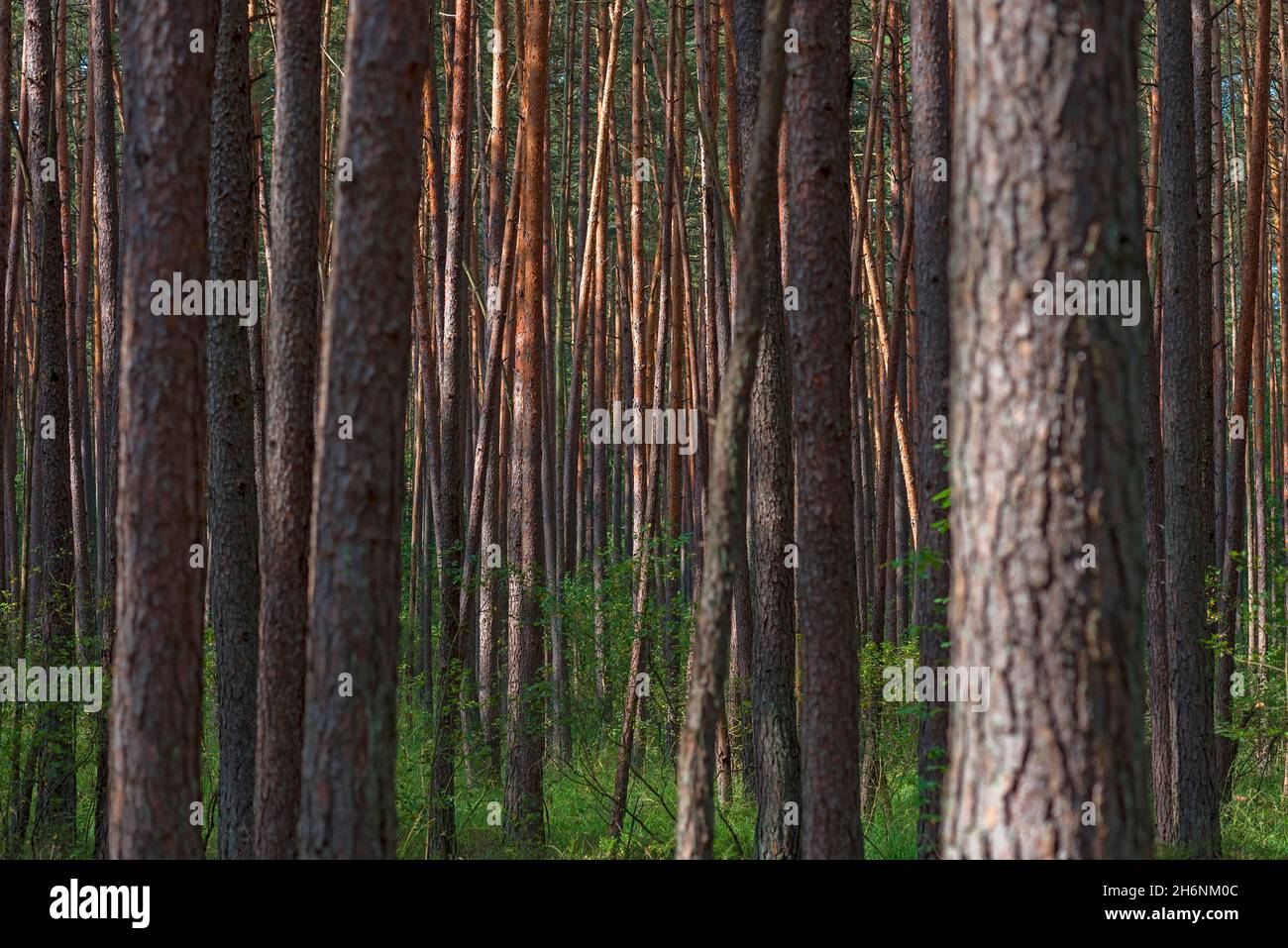 Europäische Fichte (Picea abies), Bayern, Deutschland Stockfoto