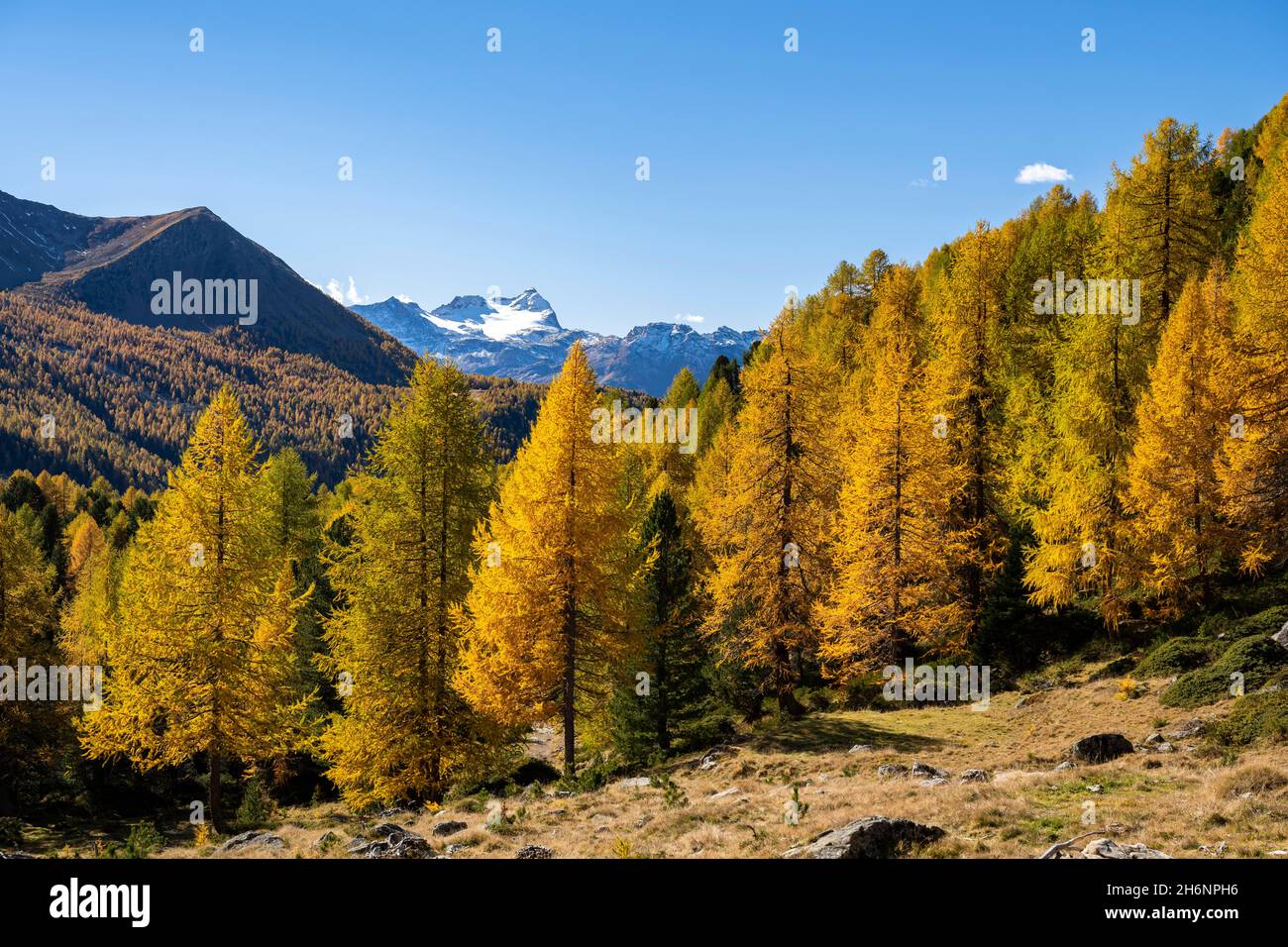 Herbstlicher Lärchenwald vor Pizzo Scalino, Val di Campo, Engadin, Kanton Graubünden, Schweiz Stockfoto