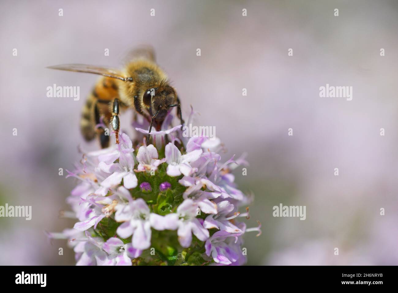 Honigbiene (APIs mellifica) sammelt Nektar auf breitblättrigen Thymian (Thymus pulegioides) Stockfoto