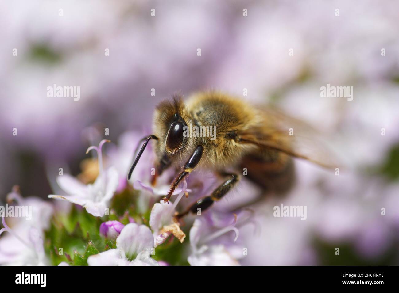 Honigbiene (APIs mellifica) sammelt Nektar auf breitblättrigen Thymian (Thymus pulegioides) Stockfoto