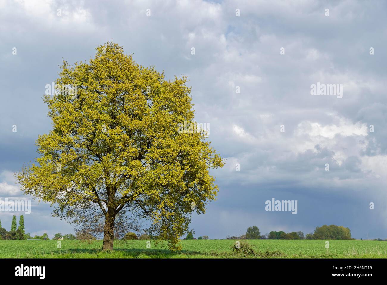 Einsame Gemeine Eiche (Quercus robur), St.Hubert, Kempen, NRW, Deutschland Stockfoto