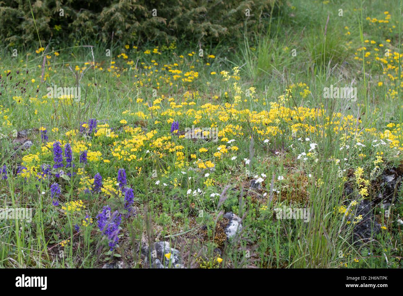Blumenwiese, Blumenwiese Stockfoto