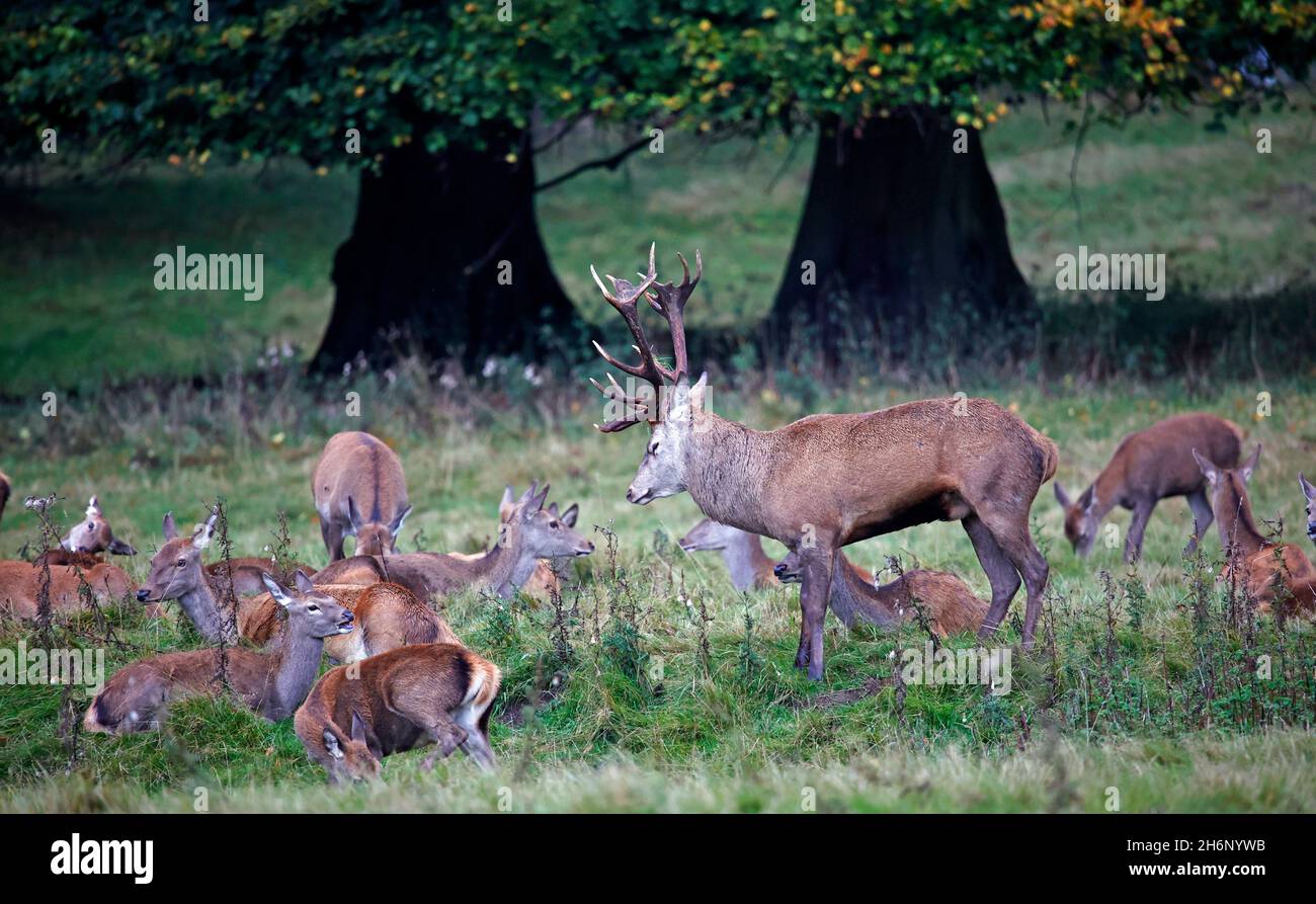 Rothirsch bereitet sich auf die jährliche Rut vor Stockfoto