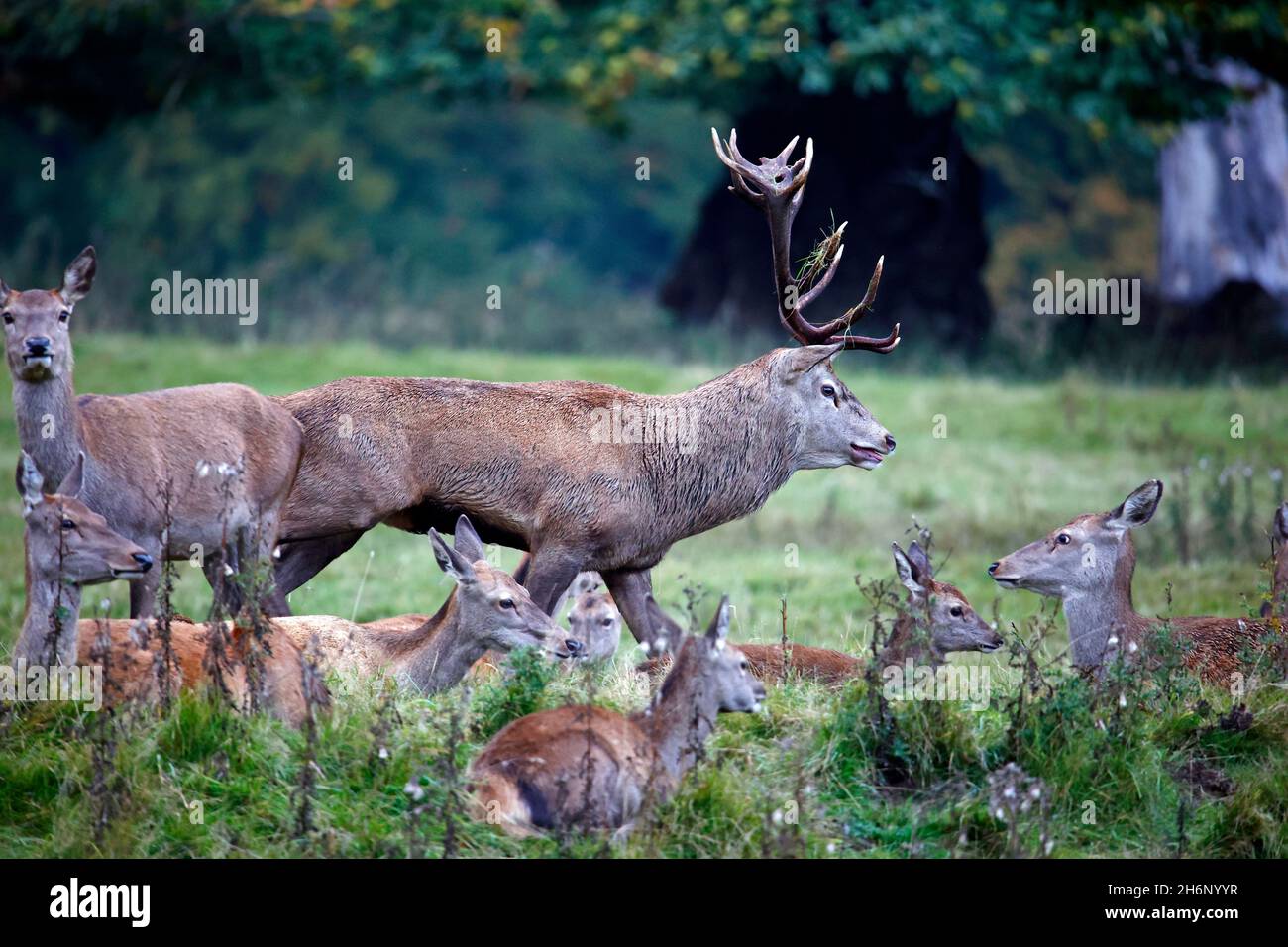 Rothirsch bereitet sich auf die jährliche Rut vor Stockfoto
