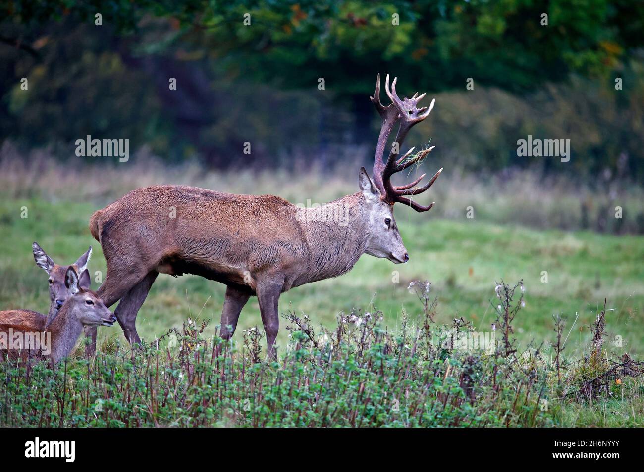 Rothirsch bereitet sich auf die jährliche Rut vor Stockfoto