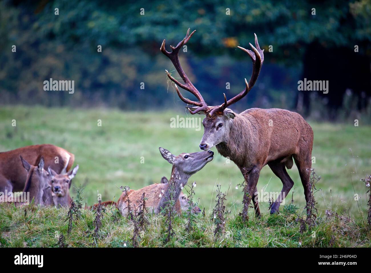 Rothirsch bereitet sich auf die jährliche Rut vor Stockfoto