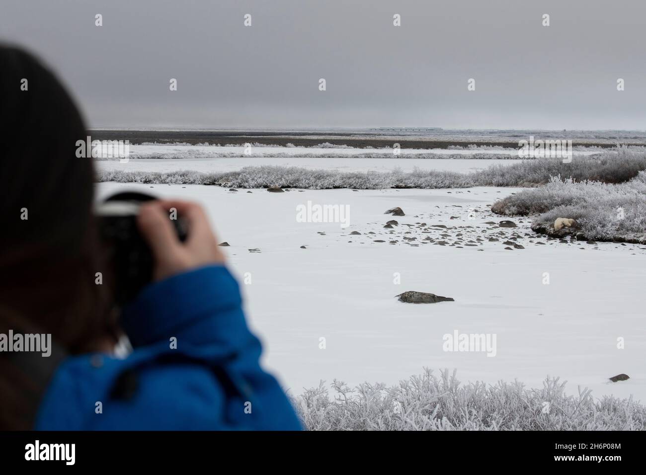 Kanada, Manitoba, Churchill. Eisbär (WILD: Ursus maritimus) Touristen fotografieren Eisbär. Tolle White Bear Lodge in der Ferne. Stockfoto