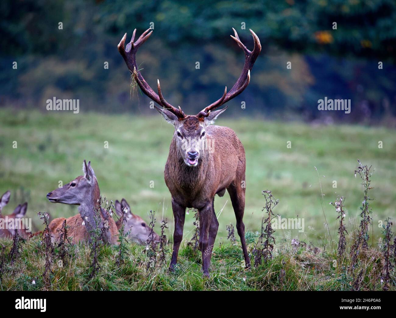 Rothirsch bereitet sich auf die jährliche Rut vor Stockfoto