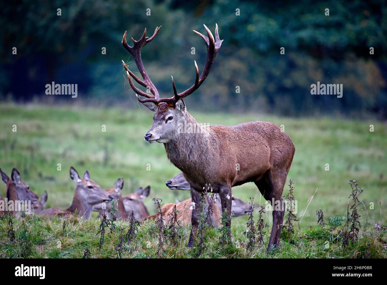Rothirsch bereitet sich auf die jährliche Rut vor Stockfoto