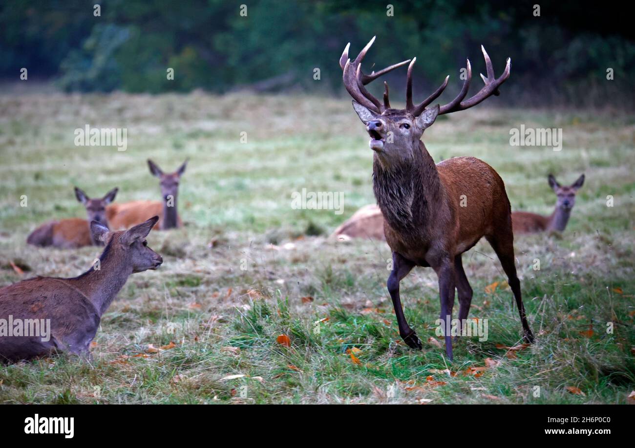 Rothirsch bereitet sich auf die jährliche Rut vor Stockfoto